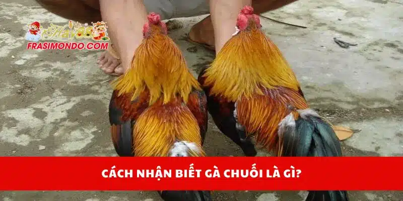 Gà Chuối Là Gì? Cách Chọn Gà Chuối Đá Cực Kỳ Hiệu Quả Hay88 3 Cách nhận biết gà chuối là gì?