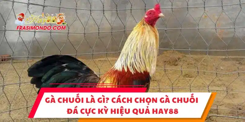 Gà Chuối Là Gì? Cách Chọn Gà Chuối Đá Cực Kỳ Hiệu Quả Hay88 1 Gà Chuối Là Gì? Cách Chọn Gà Chuối Đá Cực Kỳ Hiệu Quả Hay88