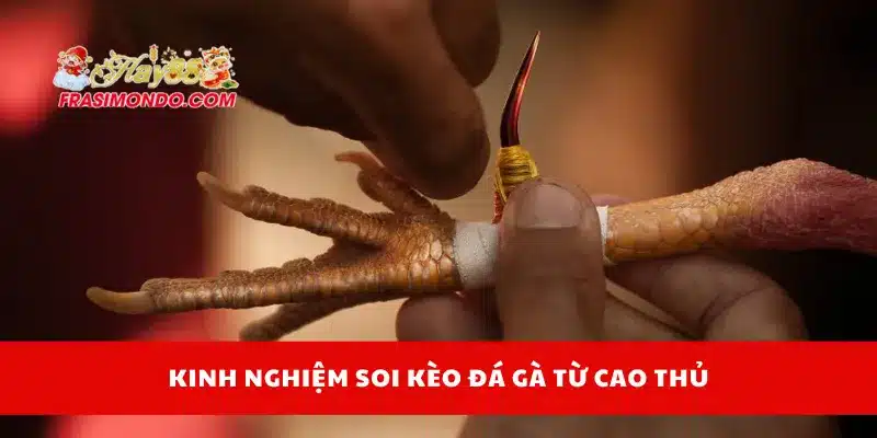 Đá Gà Hay88 4 Kinh nghiệm soi kèo đá gà từ cao thủ