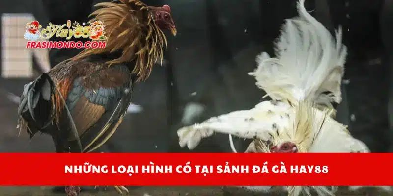 Đá Gà Hay88 3 Những loại kèo cược đá gà Hay88 bạn nên biết