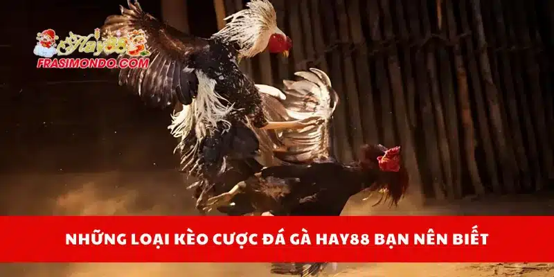 Đá Gà Hay88 2 Những loại hình có tại sảnh đá gà Hay88