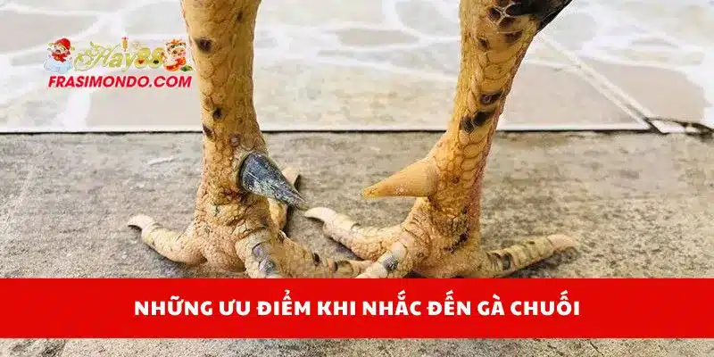 Gà Chuối Là Gì? Cách Chọn Gà Chuối Đá Cực Kỳ Hiệu Quả Hay88 4 Những ưu điểm khi nhắc đến gà chuối