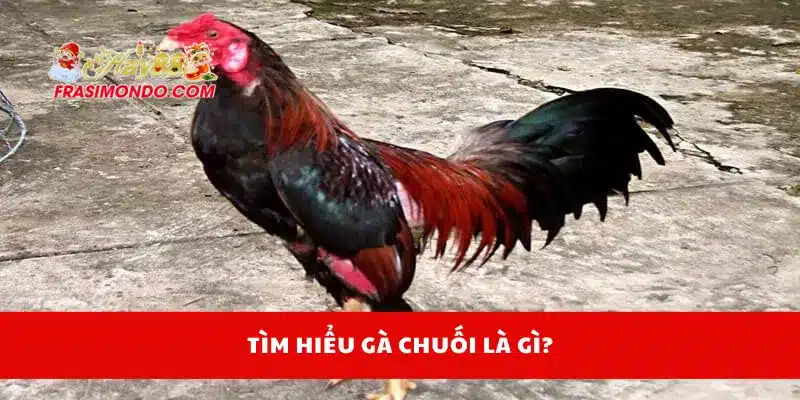 Gà Chuối Là Gì? Cách Chọn Gà Chuối Đá Cực Kỳ Hiệu Quả Hay88 2 Tìm hiểu gà chuối là gì?