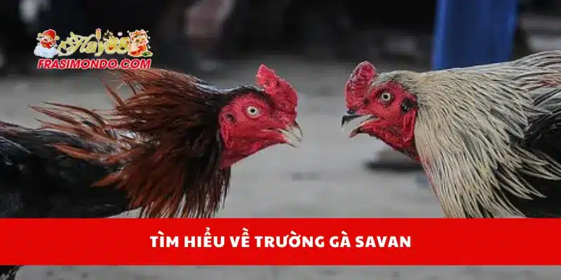 Trường Gà Savan - Địa Điểm Cá Cược Hợp Pháp Cùng Hay88 2 Tìm hiểu về trường gà Savan