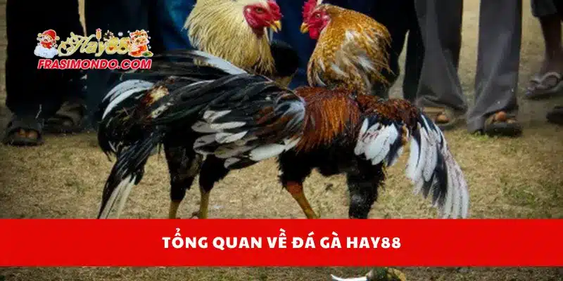 Đá Gà Hay88 1 Tổng quan về đá gà Hay88