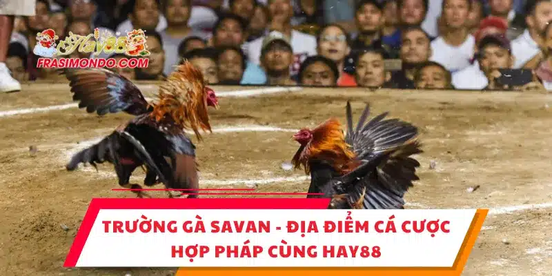 Trường Gà Savan - Địa Điểm Cá Cược Hợp Pháp Cùng Hay88 1 Trường Gà Savan - Địa Điểm Cá Cược Hợp Pháp Cùng Hay88